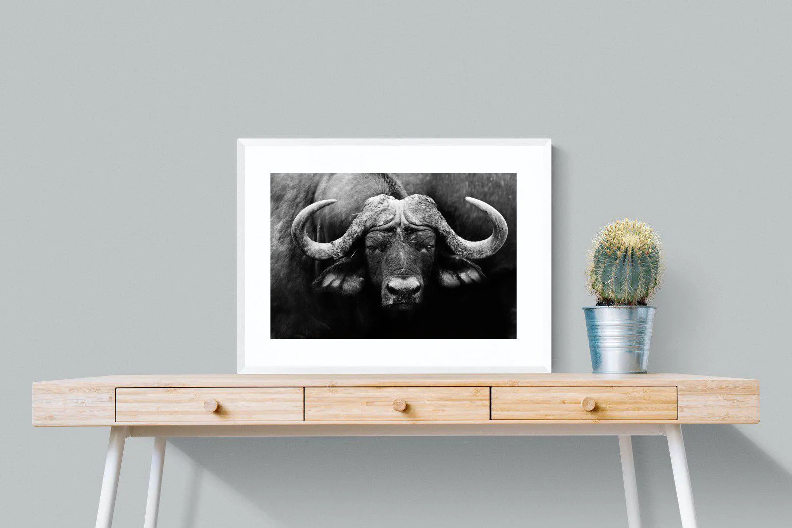 Cape Buffalo