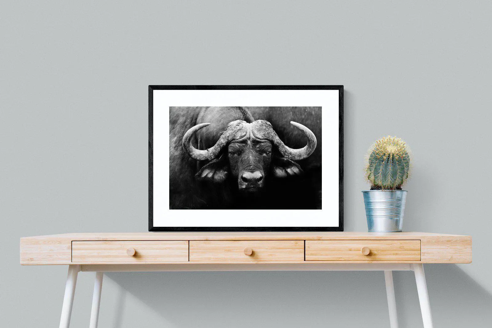 Cape Buffalo