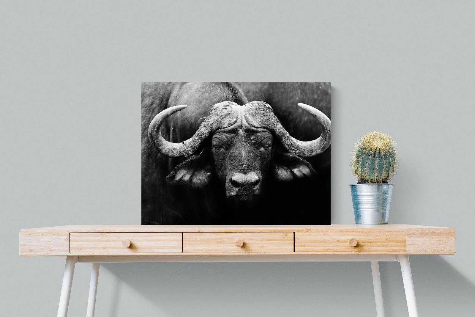 Cape Buffalo