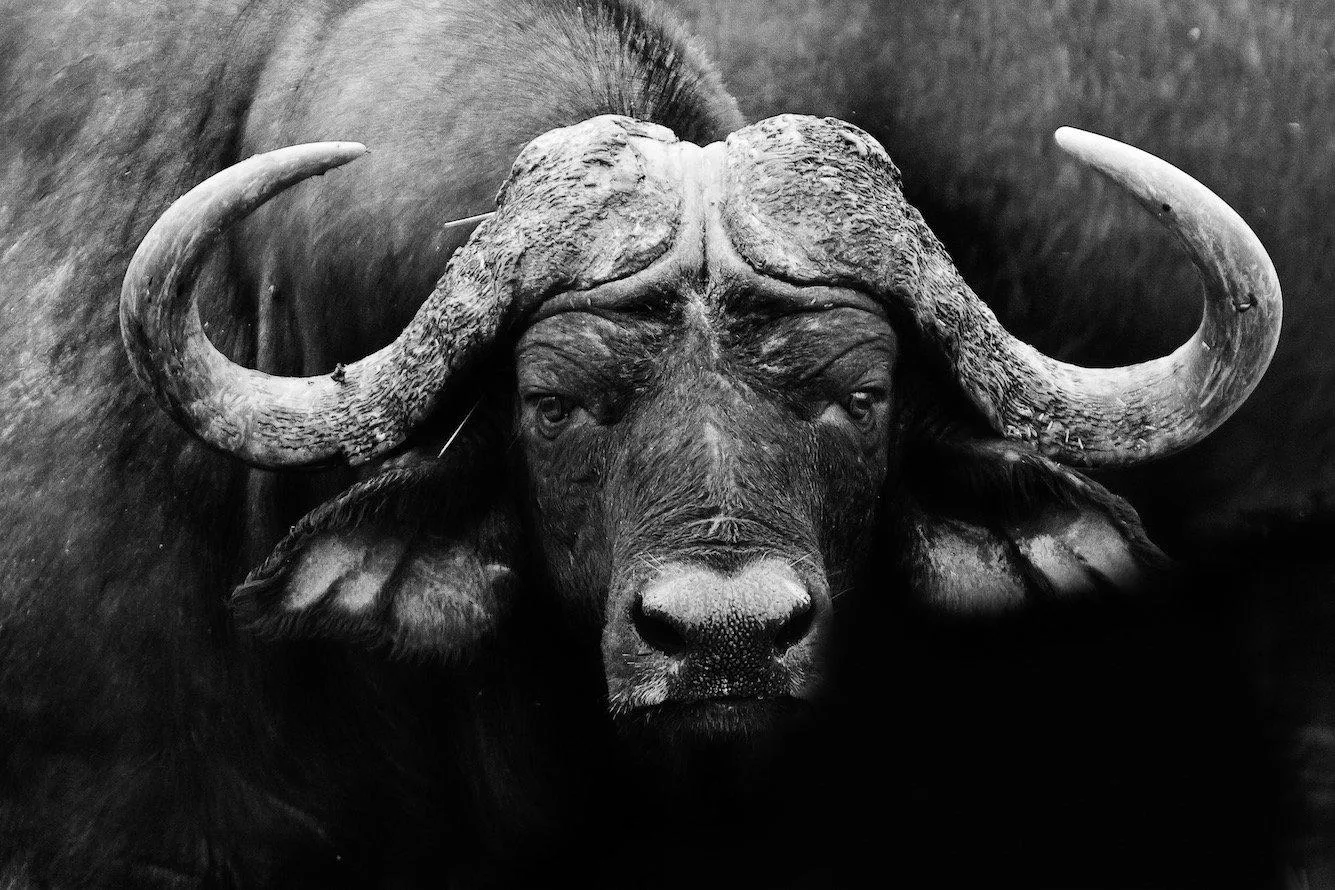 Cape Buffalo