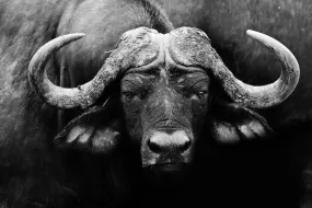 Cape Buffalo