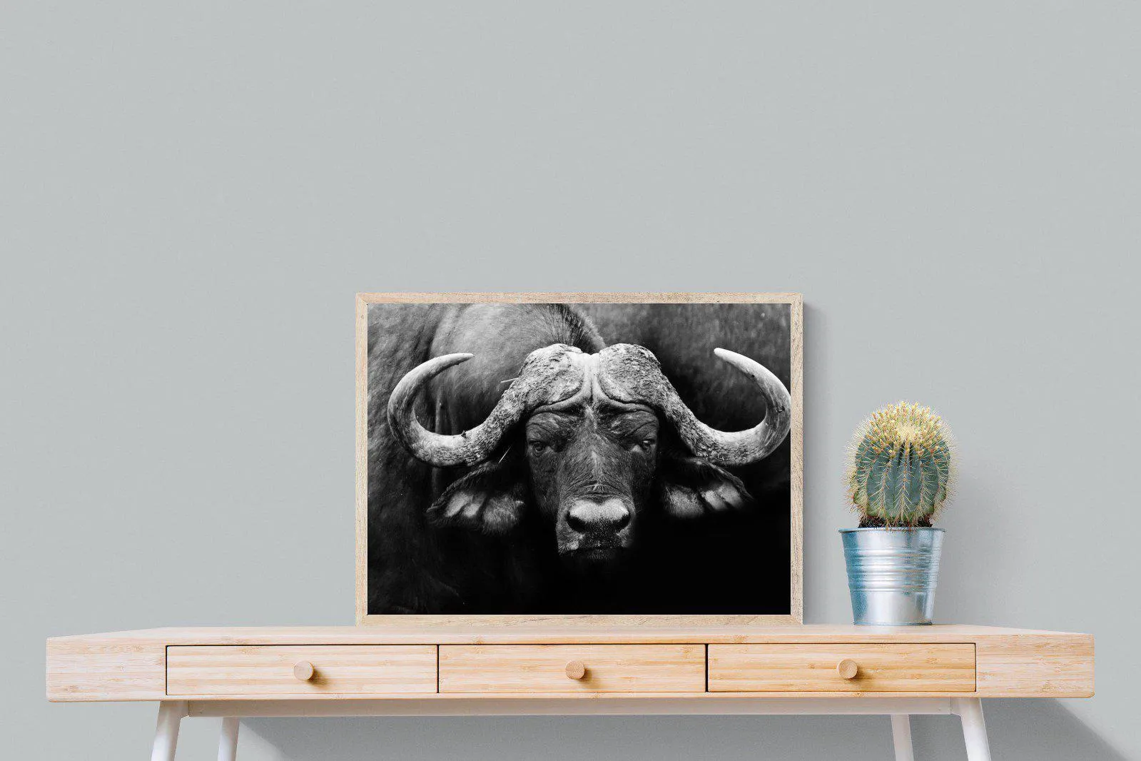 Cape Buffalo