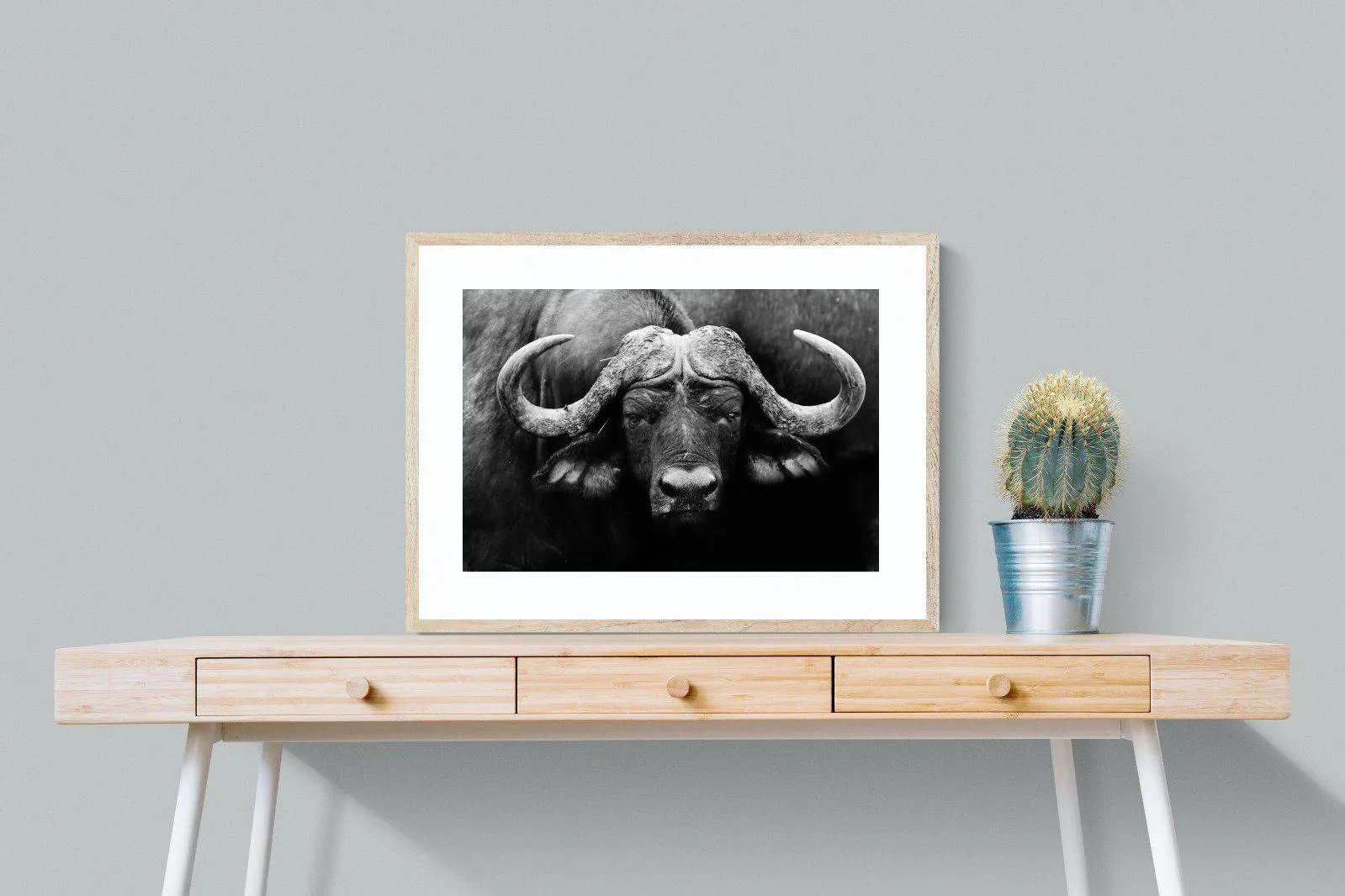 Cape Buffalo