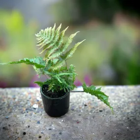 Dryopteris erythrosora (Autumn Fern)